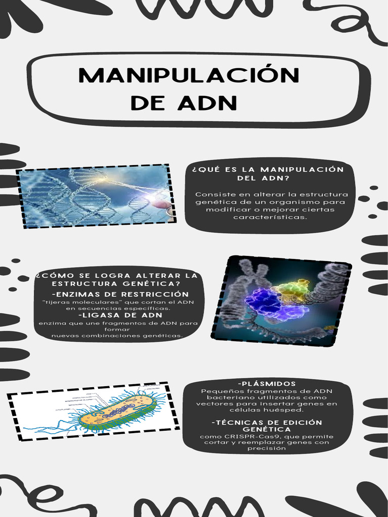 Infografía Manipulación de ADN | PDF | Clonación | Genética molecular