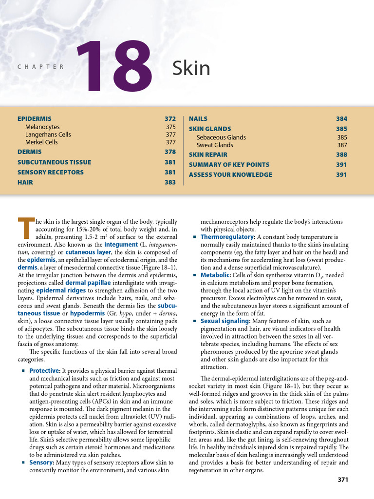 Overview of Skin Structure and Functions | PDF | Epidermis | Skin