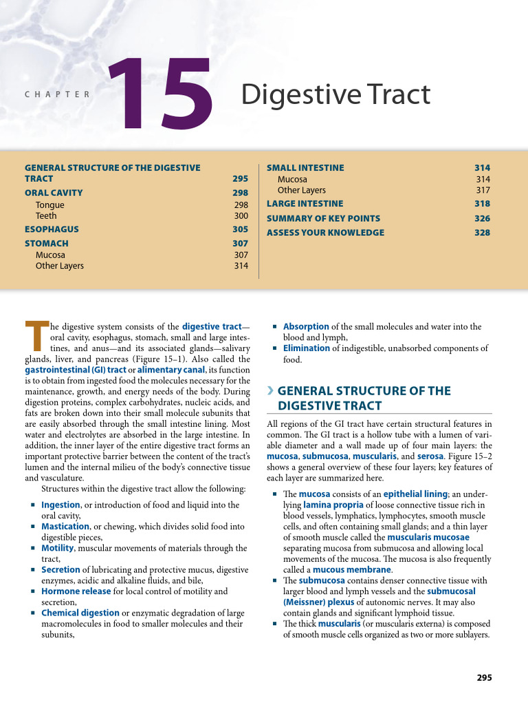 Chapter 15 Digestive System | PDF | Human Tooth | Human Digestive System