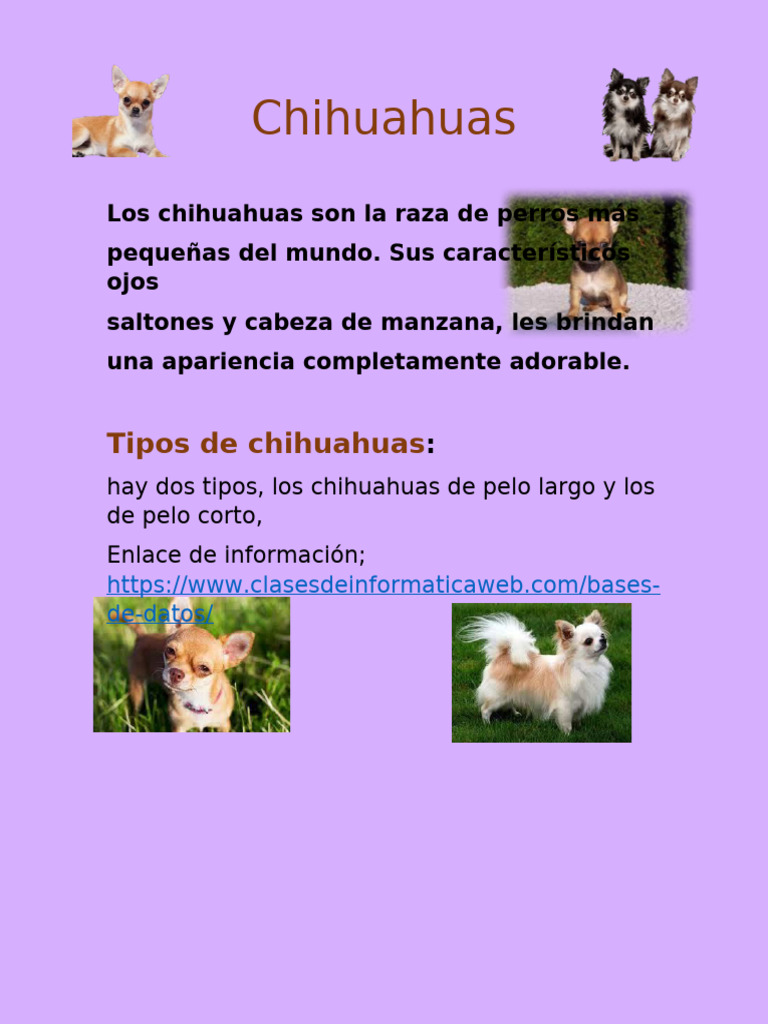 caracter-sticas-del-perro-chihuahua-pdf