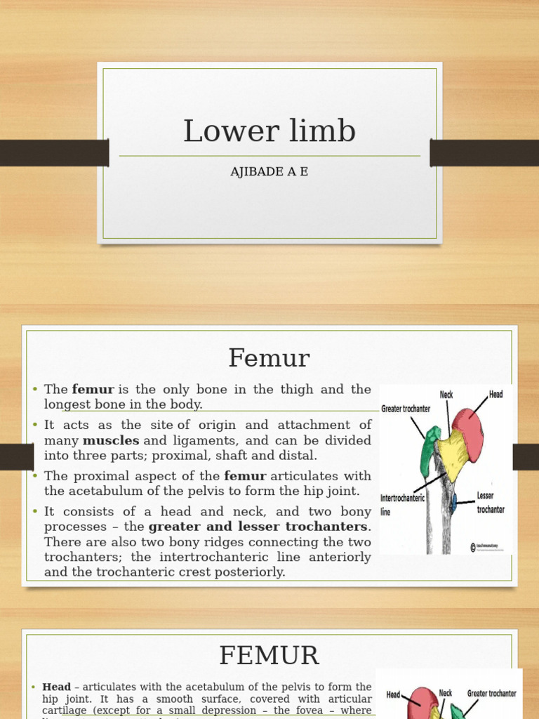 Anatomy of the Lower Limb Bones | PDF | Knee | Human Leg