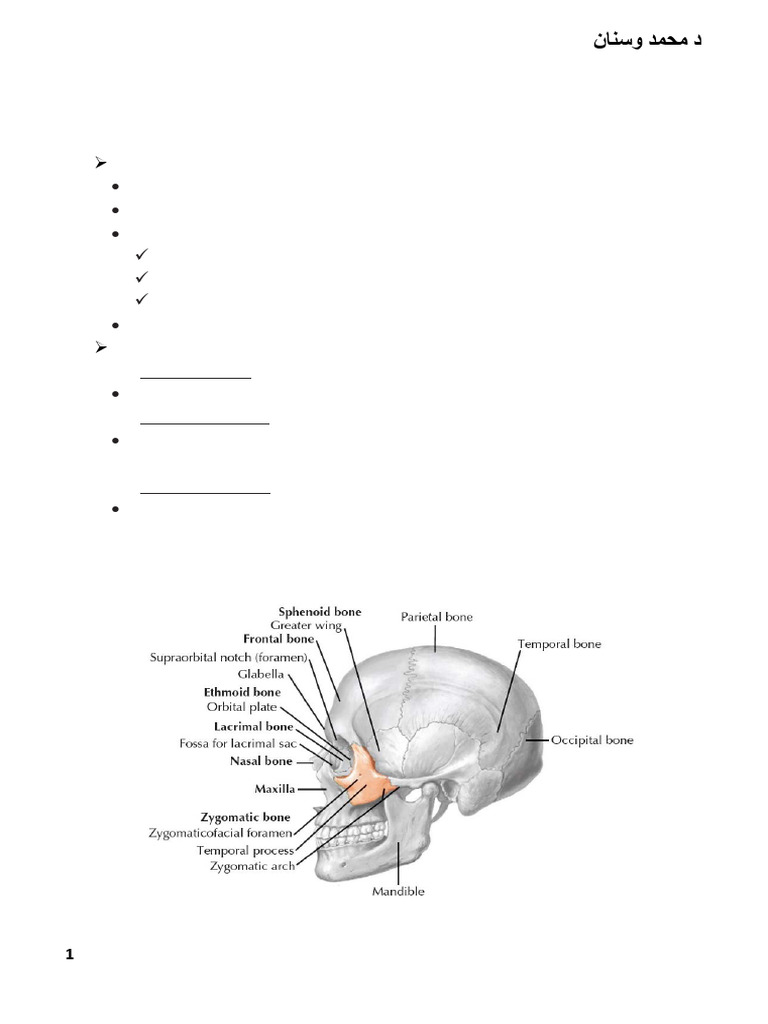 Overview of Facial Bones Anatomy | PDF | Human Nose | Human Head And Neck