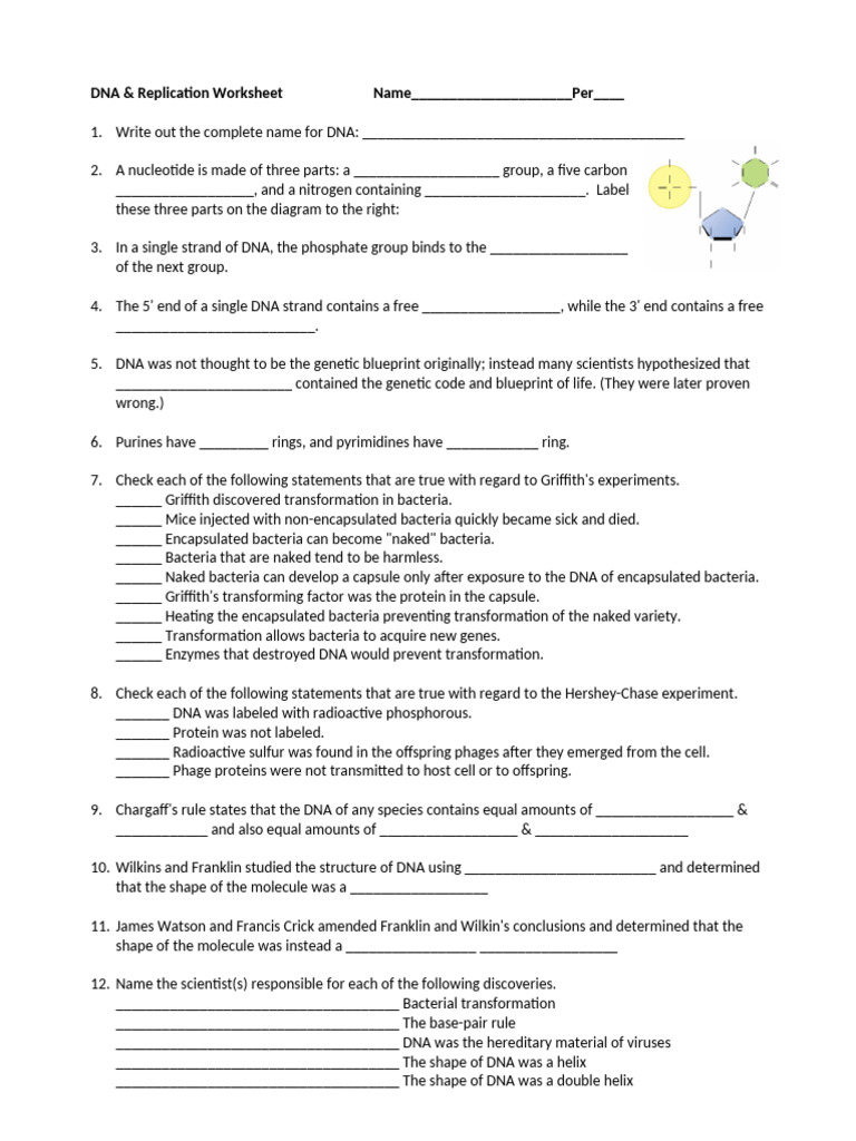 DNA Structure and Replication Worksheet | PDF | Dna | Dna Replication