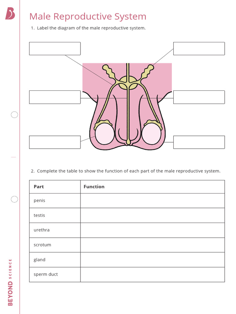 Male Reproductive System Worksheet PDF