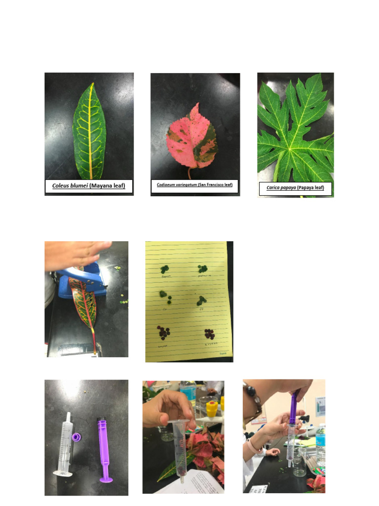 Leaf Disk Experiment Procedure | PDF