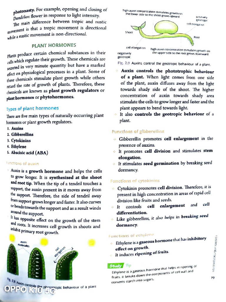 Plant Hormones and Movements Explained | PDF | Plant Hormone | Auxin