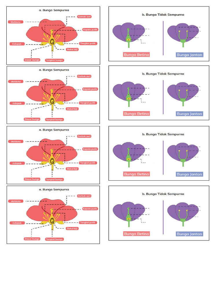 Bunga Sempurna Dan Tidak Sempurna | PDF