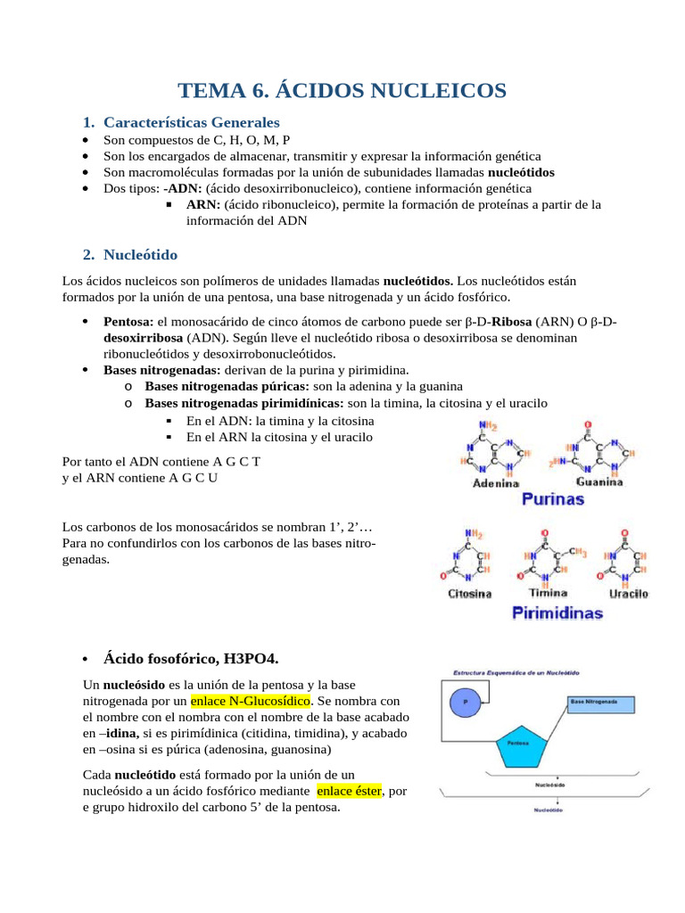 Estructura y Función de Ácidos Nucleicos | PDF | Rna | Adn