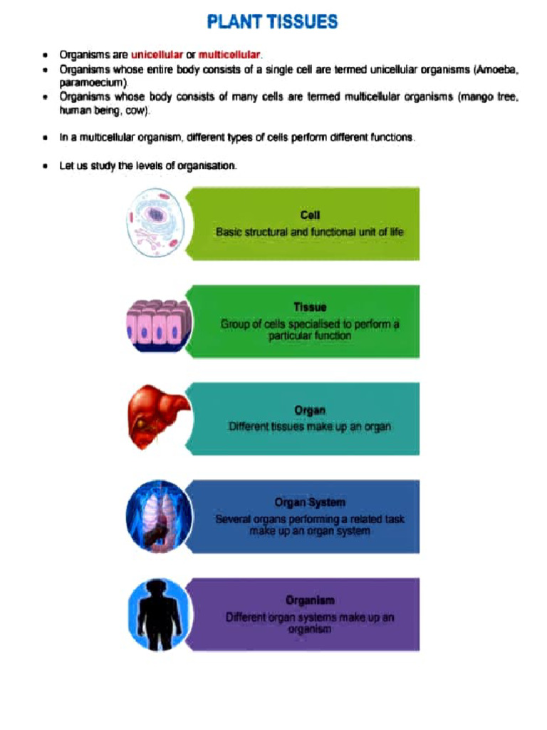 Plant and Animal Tissues | PDF | Muscle | Tissue (Biology)