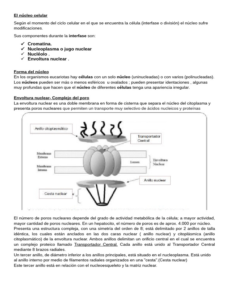 Núcleo - Replicación | PDF | Nucleo celular | Replicación De Adn