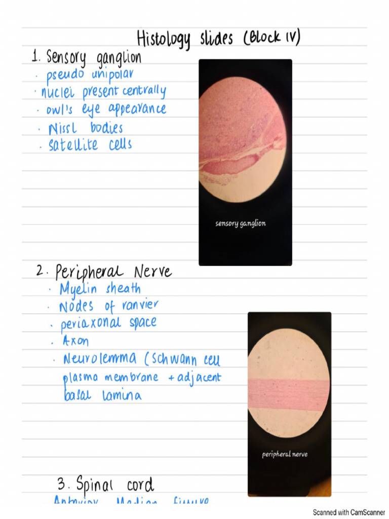Histo block IV | PDF