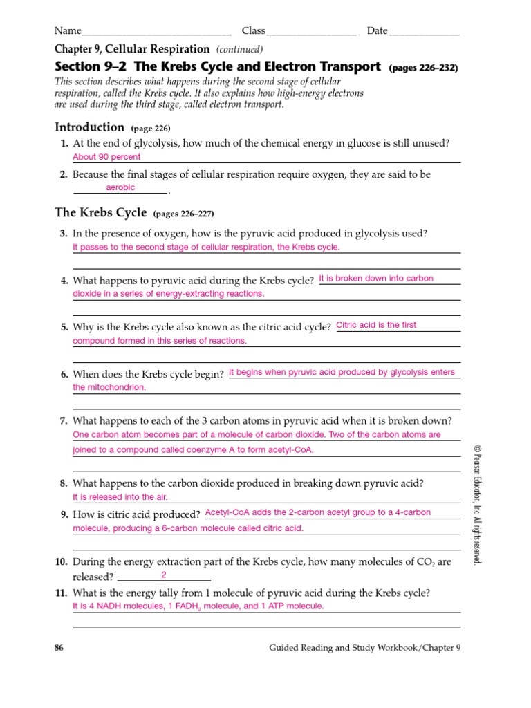 35+ Chapter 9 Cellular Respiration Answer Key