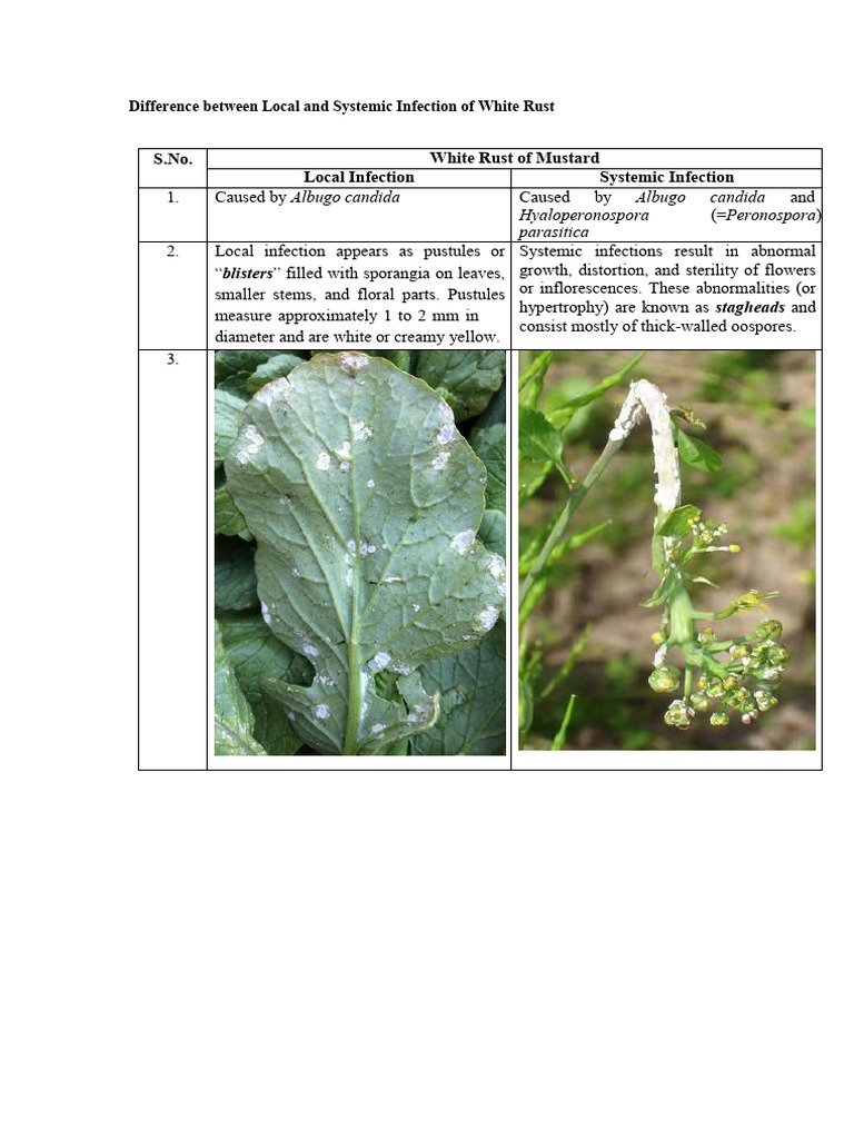 Difference Between Local and Systemic Infection of White Rust | PDF