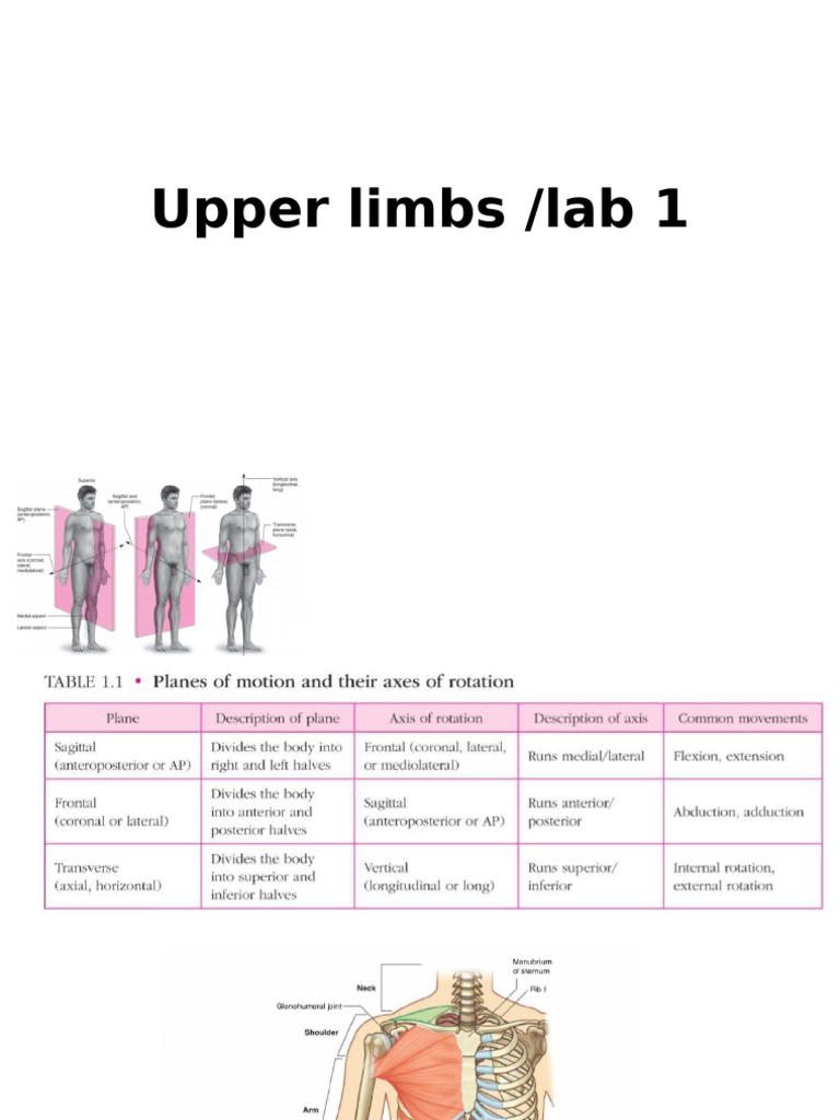 Osteology and Joints of Upper Limb | PDF
