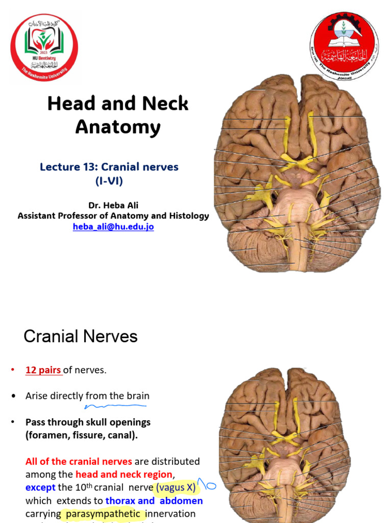 Head and Neck Anatomy - Cranial Nerves 1-6 | PDF | Human Anatomy ...