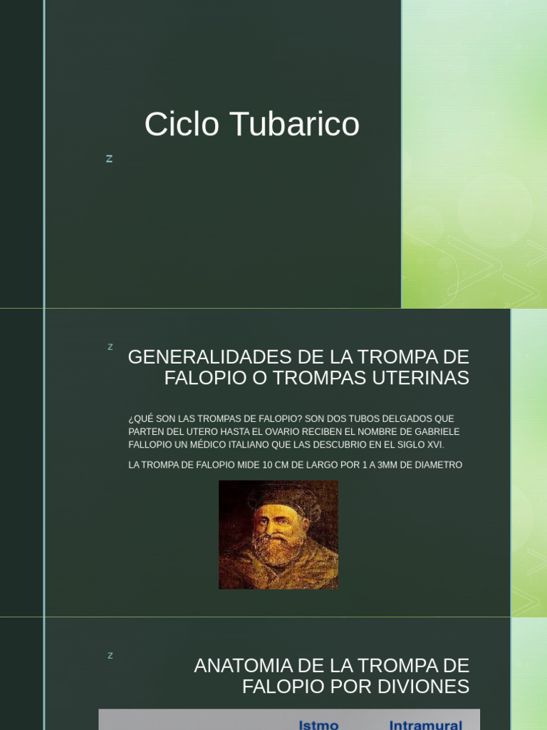 Ciclo y Anatomía de las Trompas de Falopio | PDF