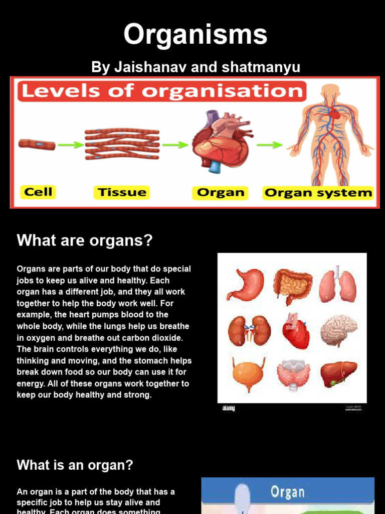 Understanding Human Organs and Their Functions | PDF