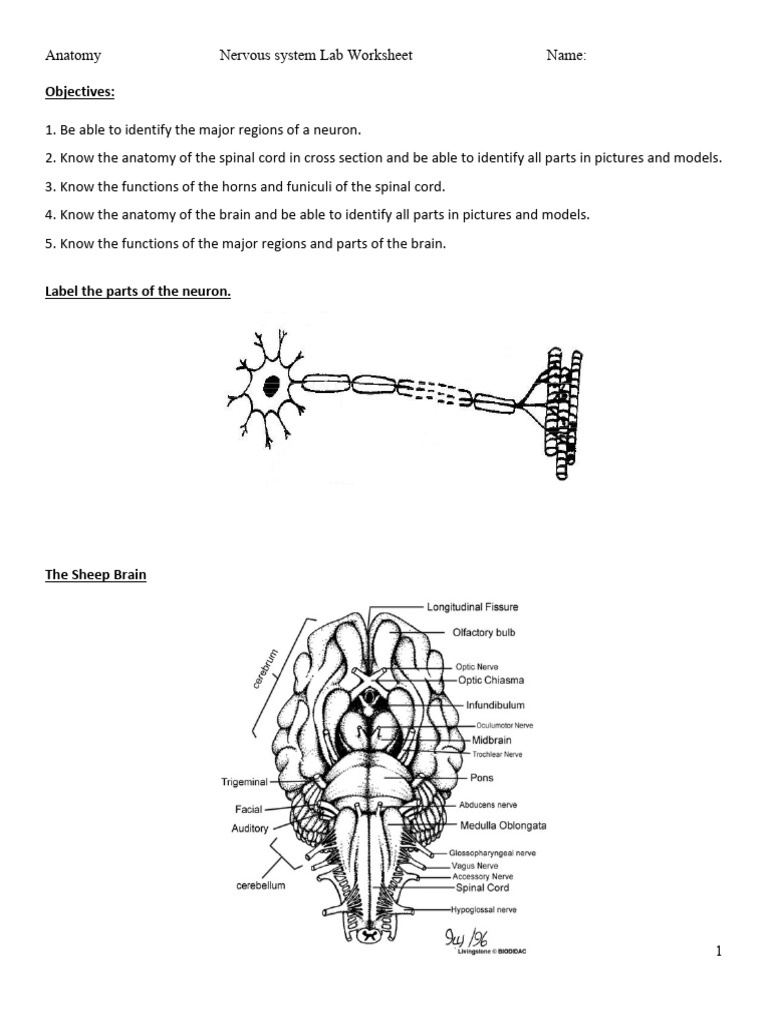 Nervous System Lab Worksheet Guide | PDF
