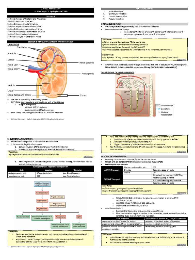 Nephritic Syndrome Overview and Tests | PDF | Kidney | Angiotensin