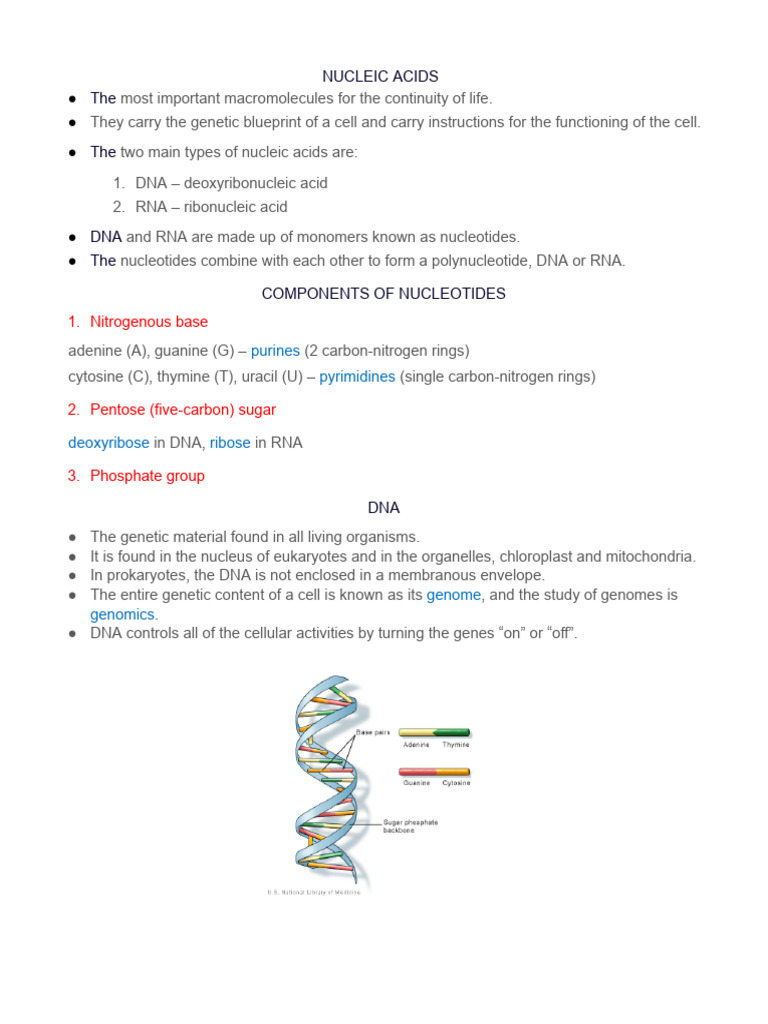 Nucleic Acids: DNA & RNA Overview | PDF | Dna Replication | Nucleic Acids
