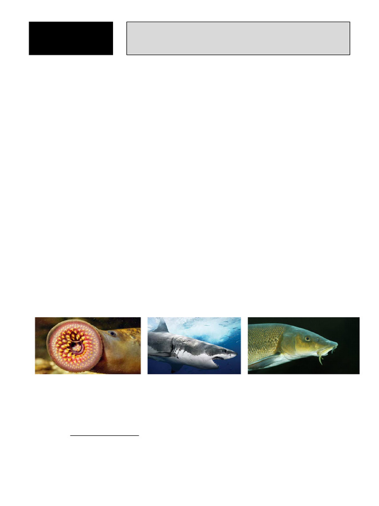 Morfología Externa de los Peces | PDF | Pescado | Vertebrados