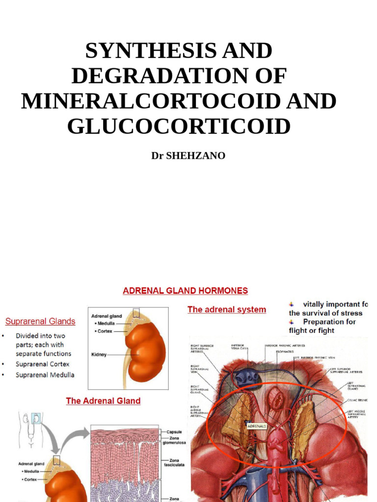 Adrenal Cortex Hormones 2nd Year MBBS | PDF