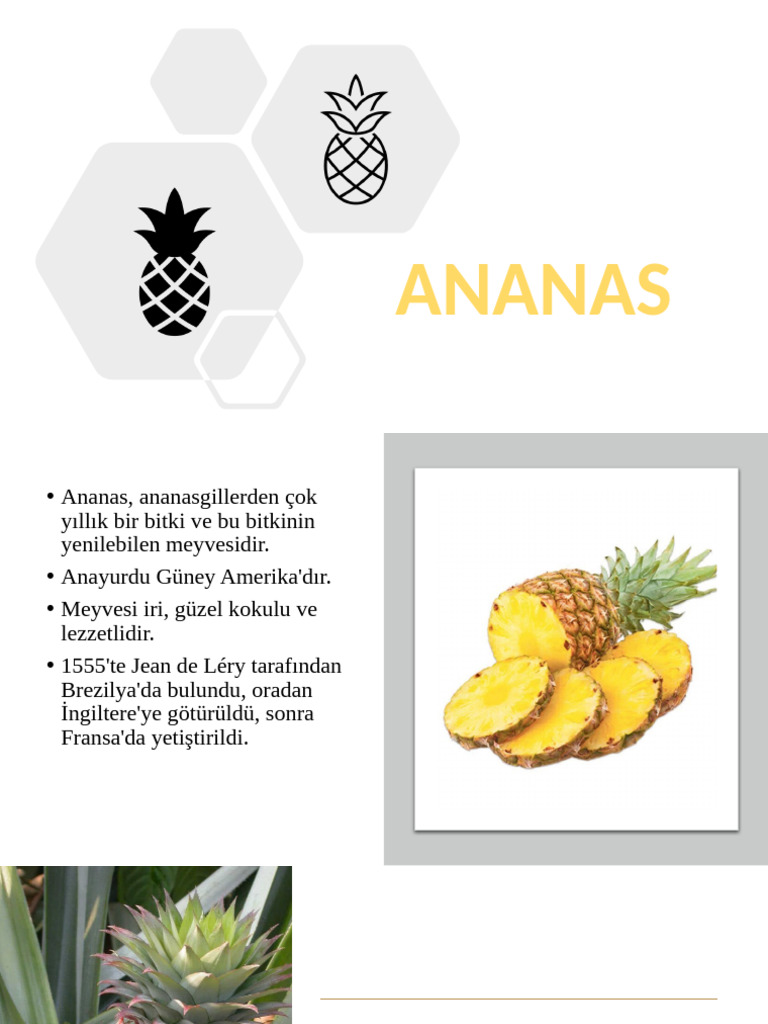 Ananas | PDF