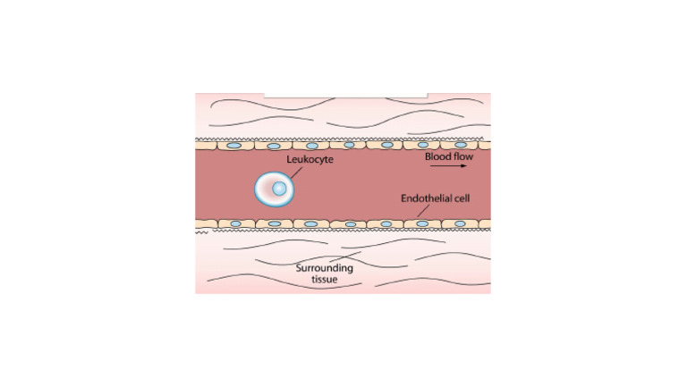 Cellular Biology Diagram | PDF