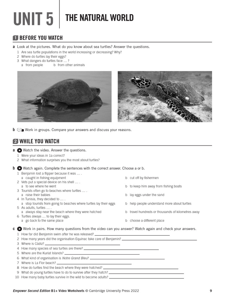 Sea Turtle Conservation Activities | PDF | Turtle | Sea Turtle