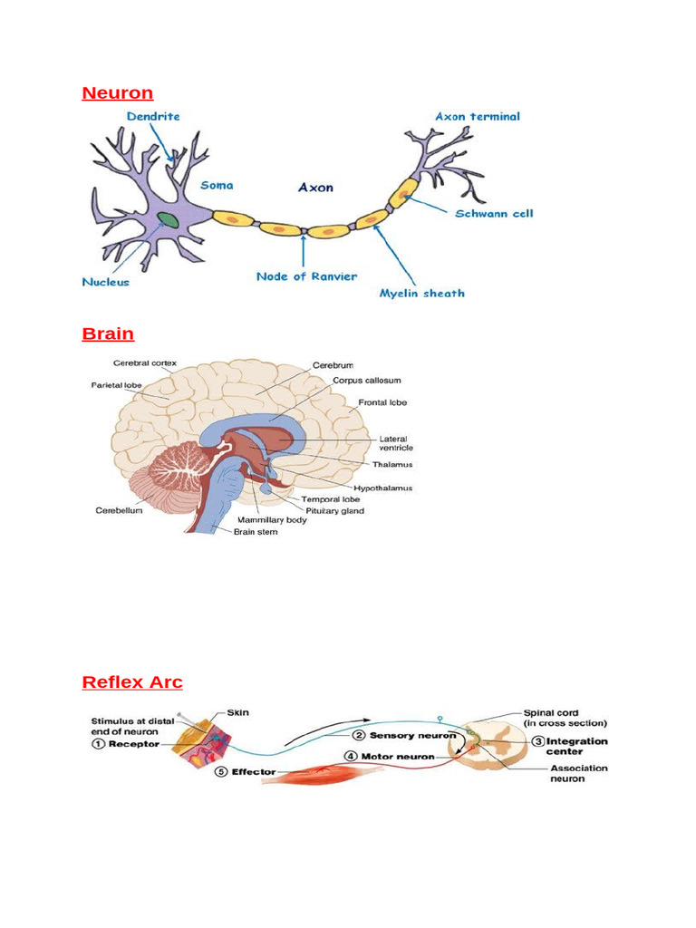 SCIENCE..DIAGRAMS..REVISION | PDF