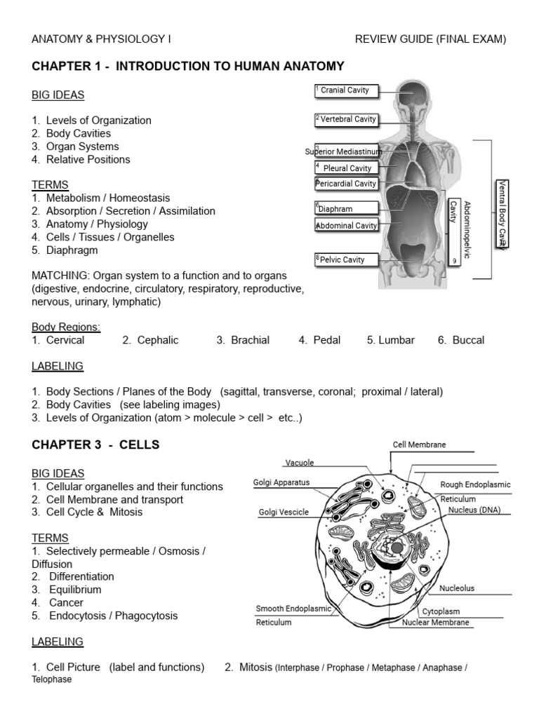 Anatomy & Physiology I Exam Review Guide | PDF | Nervous System | Brain