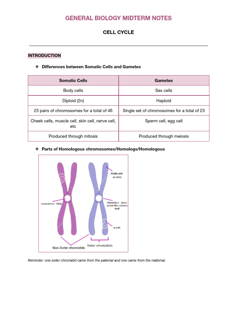Cell Cycle Overview and Phases | PDF | Mitosis | Cell Cycle