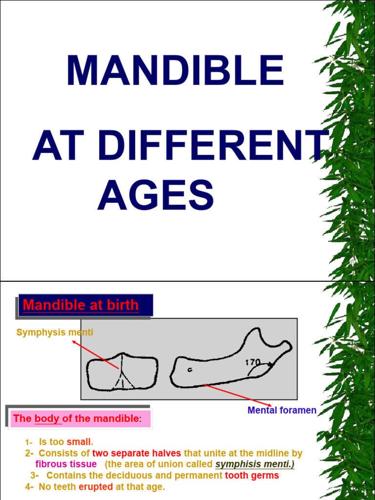 13-Mandible1 at Diff. Ages-1 Slide | PDF | Dentistry Branches | Dental ...