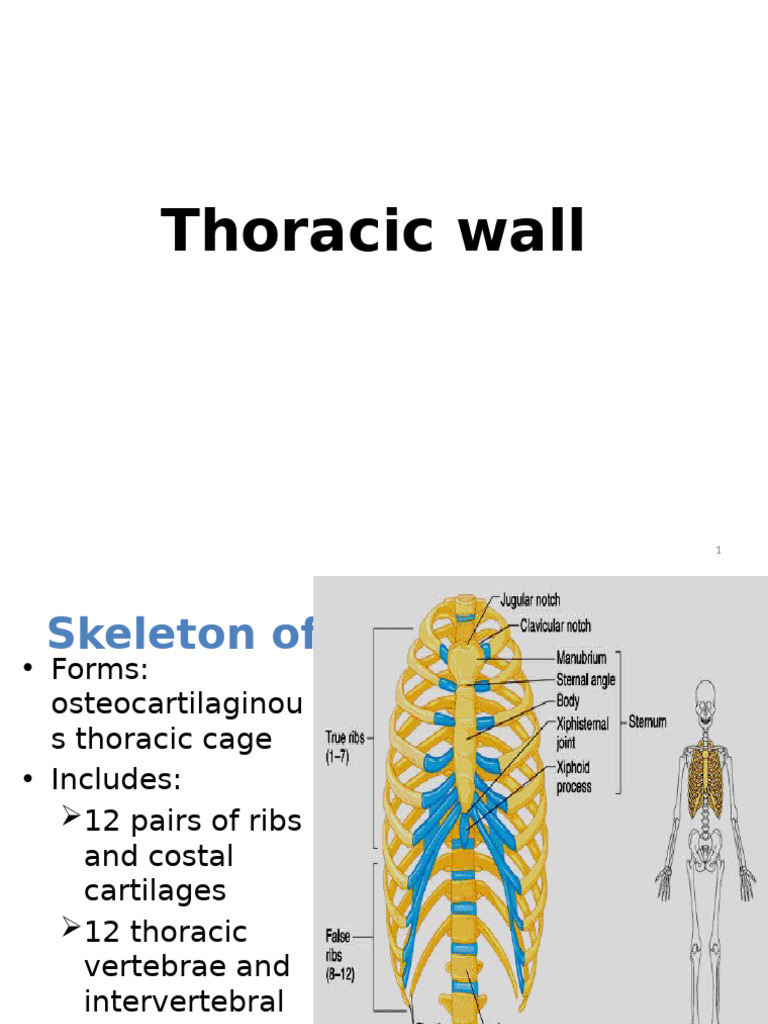 Thoracic Wall Anatomy and Functions | PDF | Vertebra | Thorax