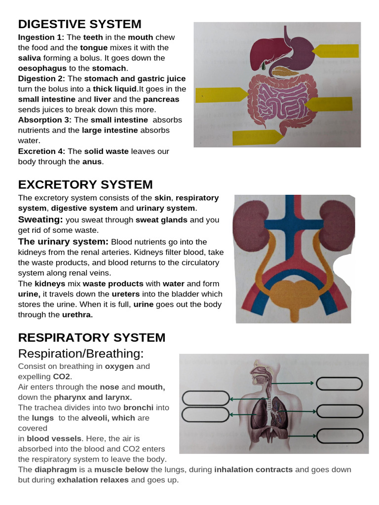 Overview of Human Body Systems | PDF | Heart | Ventricle (Heart)