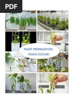 Explant Definition and Types in Tissue Culture | PDF | Cell Potency ...