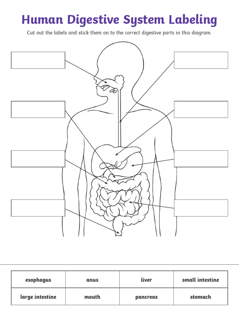 Digestive System Labeling Activity | PDF
