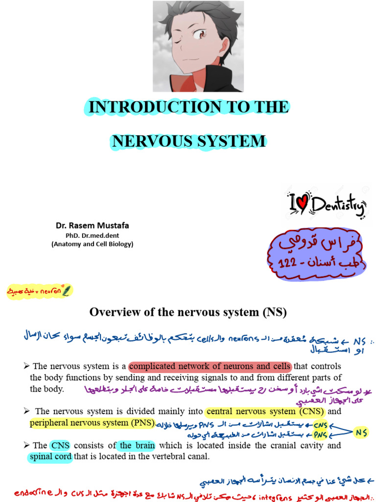 L1 - Introduction To The NS | PDF | Central Nervous System | Brainstem