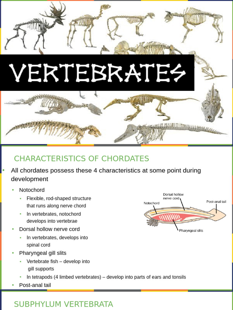 Chordates & Vertebrate Evolution | PDF | Vertebrates | Fish