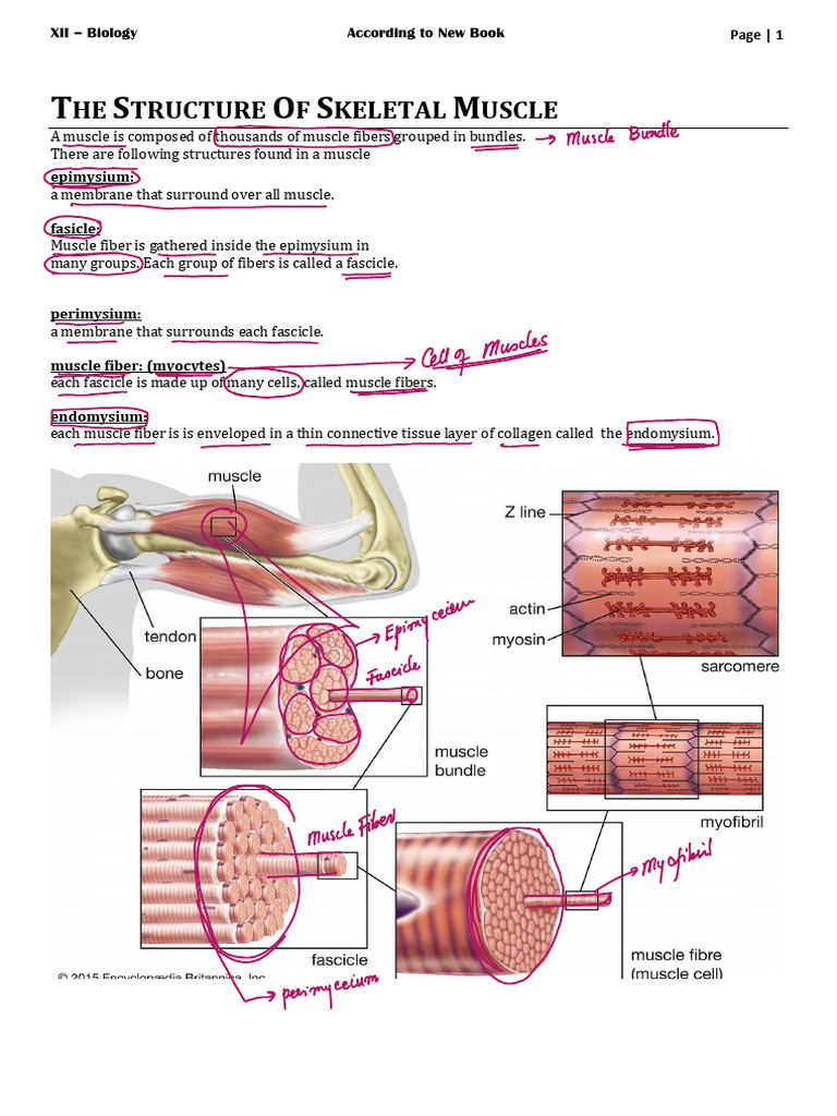 Structure of Skleletal Muscles | PDF | Muscle Contraction | Cell Biology
