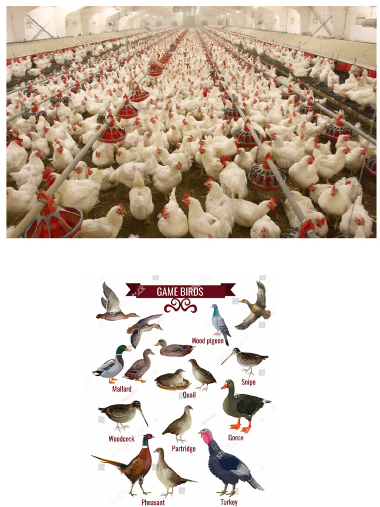 Poultry and Meat | PDF