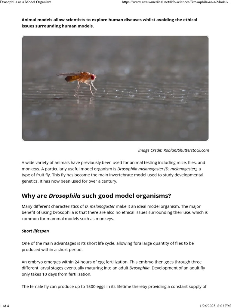 Benefits of Drosophila in Research | PDF | Drosophila Melanogaster ...