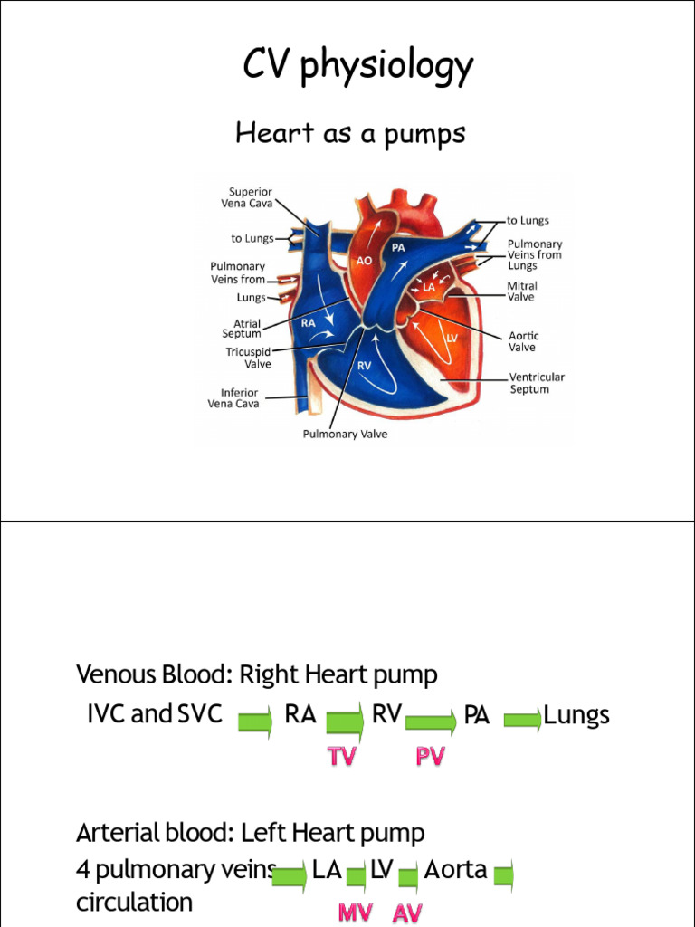 Understanding Cardiac Muscle Physiology | PDF | Cardiac Muscle | Heart