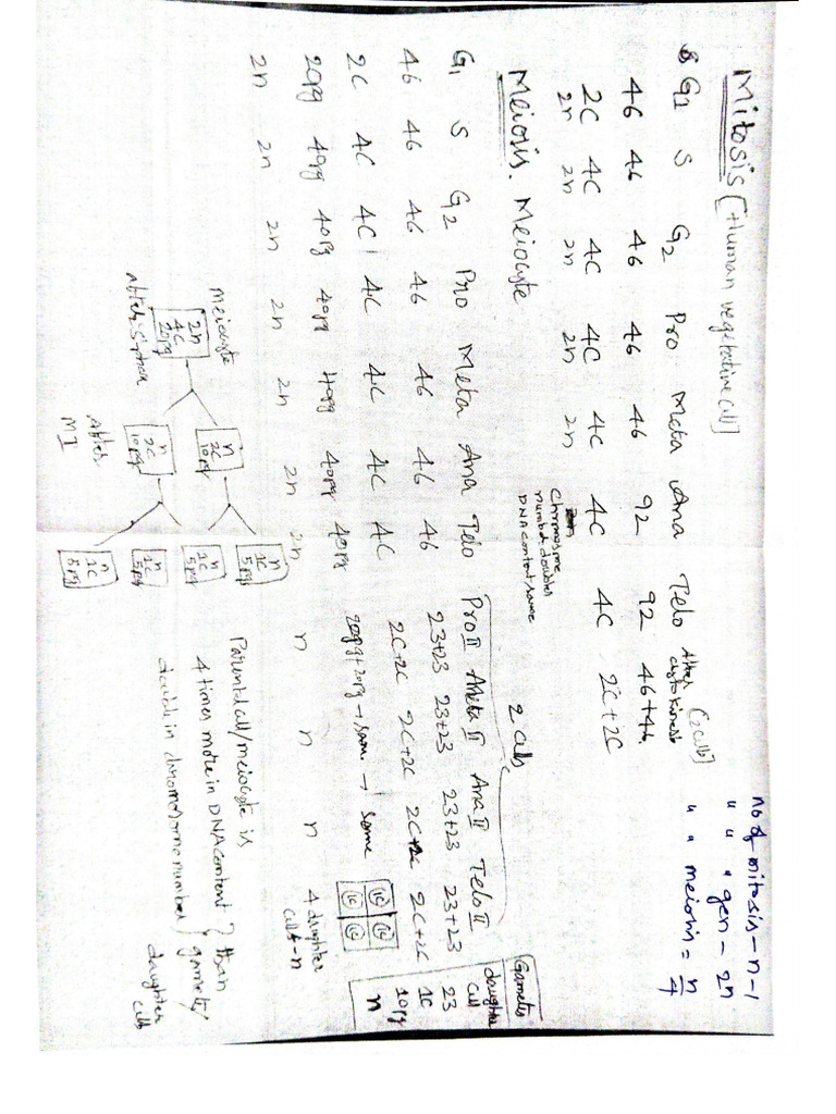 Cell Division Chart PDF