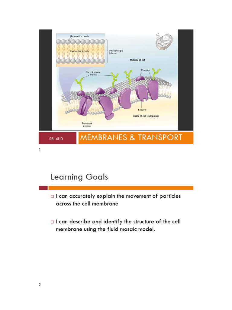 Cell Membrane Structure and Function | PDF | Cell Membrane | Lipid Bilayer