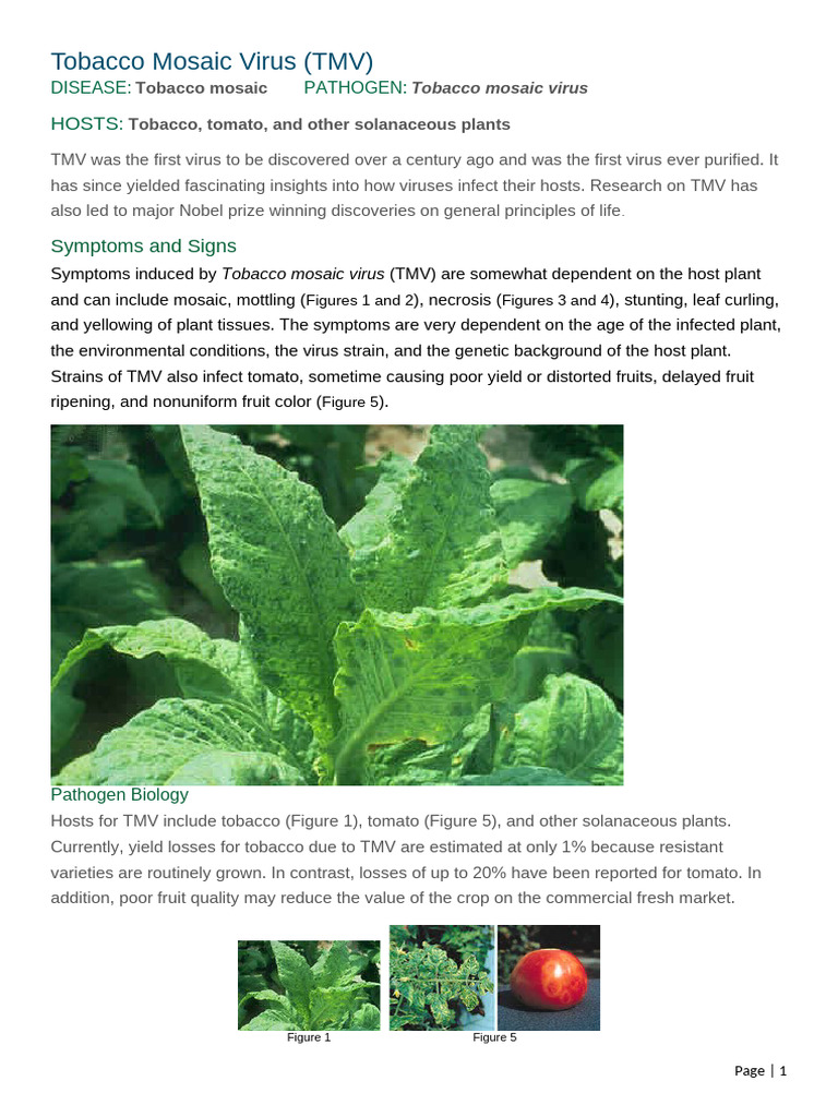 name one unique characteristic of the tobacco mosaic virus Overview of Tobacco Mosaic Virus | PDF | Virus