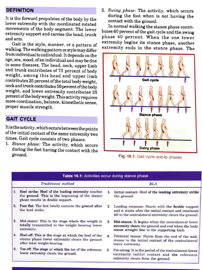 Understanding Gait Cycle Phases | PDF | Anatomical Terms Of Motion | Foot