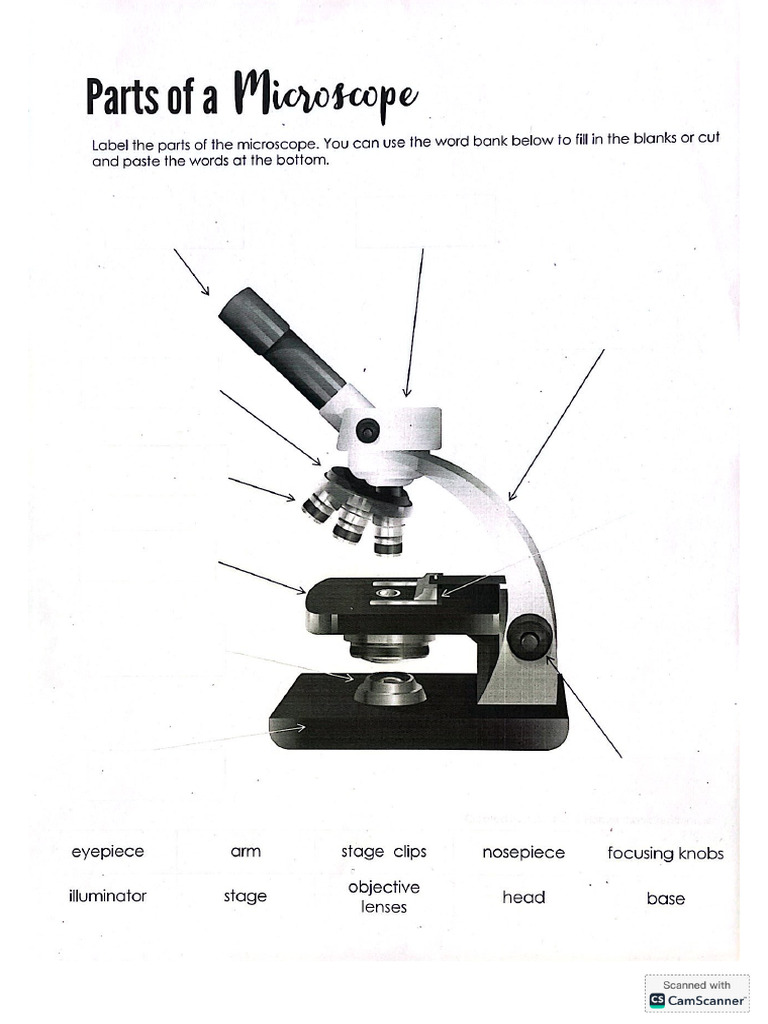 Microscope Parts and Functions Guide | PDF