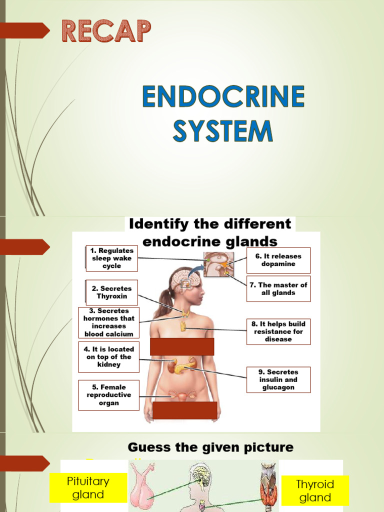 Overview of the Female Reproductive System | PDF | Reproductive System ...