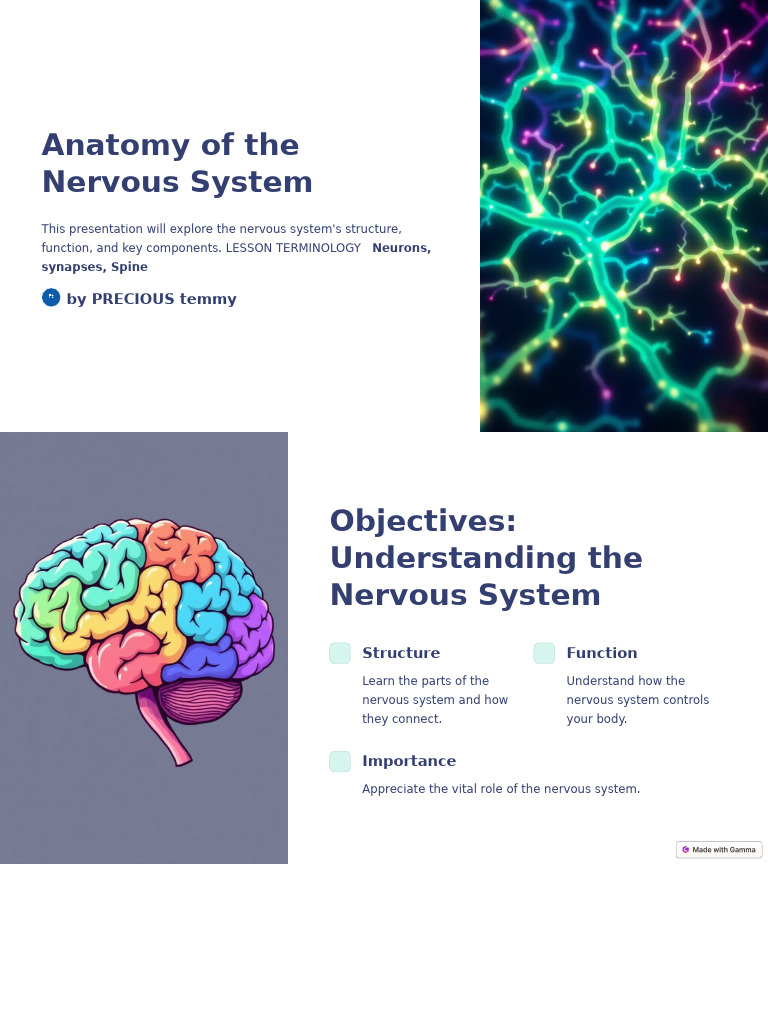 Anatomy of The Nervous System 1 | PDF